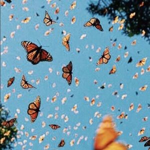 Meet your Posher, Araceli